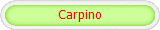 Carpino