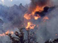 L'Ippo Ranch sta bruciando - Foto Ippo Ranch