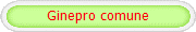 Ginepro comune