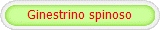 Ginestrino spinoso