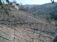 Manierta