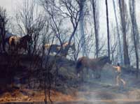 I cavalli dell' Ippo Ranch vengono portati in salvo - Foto Ippo Ranch