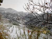 I vigneti "Bisson"